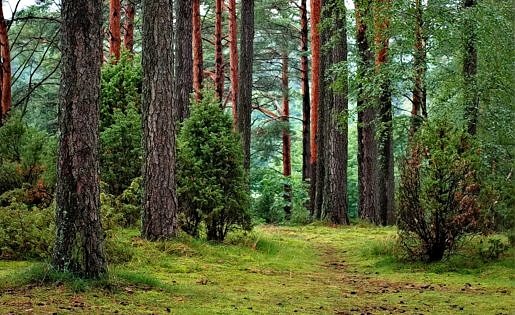 Pexels photo 302804